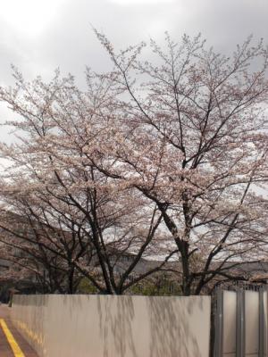京産　桜