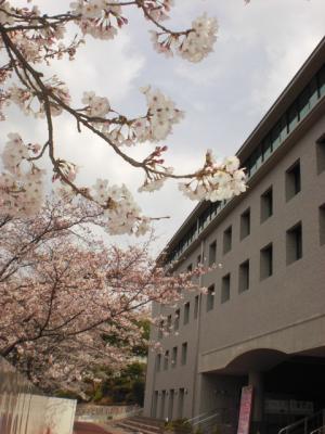 京産　桜3